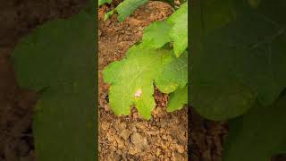 Brinjal alternaria leaf spot controlShorts [upl. by Kifar]