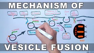 Mechanism of Vesicle Docking and Fusion [upl. by Yoc]