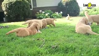 Entertaining Golden Retriever Puppies [upl. by Fey]