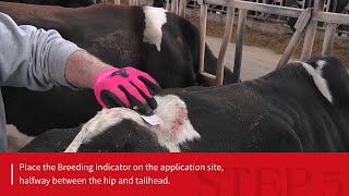 How to apply the ESTROTECT™ Breeding Indicator  ESTROTECT [upl. by Ellynad925]