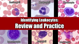 Identifying Leukocytes  Review and Practice [upl. by Ana]