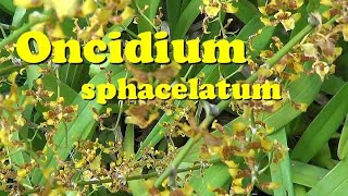 ORCHIDS Oncidium sphacelatum Grow n Care [upl. by Caassi753]