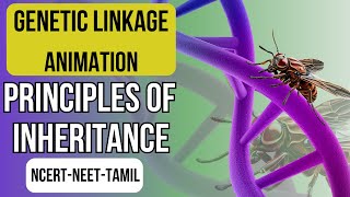 Genetic Linkage Animation  Gene Mapping  Principles of Inheritance  NCERT XII  NEET Biology [upl. by Alleusnoc]