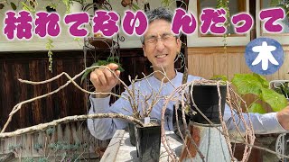 【植物って面白い】枯れてるって？生きてるよ！ゾンビプランツは擬態して生き残る【本田高史】 [upl. by Rubenstein]