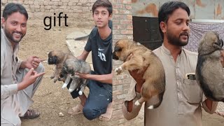 Talha Ghouri ko chutki Ke do puppies gift diye 🎁 [upl. by Mintun]