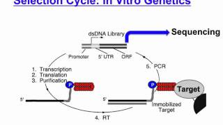 mRNA display [upl. by Naitirb]