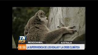 La supervivencia de los koalas y la crisis climática [upl. by Donia]