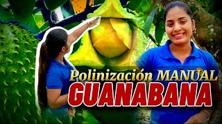 Aprende Polinización manual de la Guanábana Así mejorarás tu fruta [upl. by Stauder701]