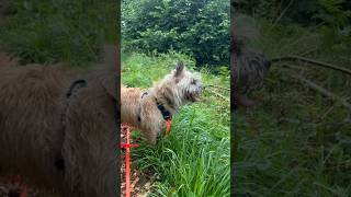 Cairn terriers wet woodland adventure [upl. by Jenelle]