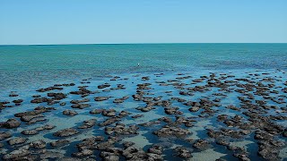 The Stromatolites of Shark Bay Cyano bacteria dating 3 billion years [upl. by Abshier922]