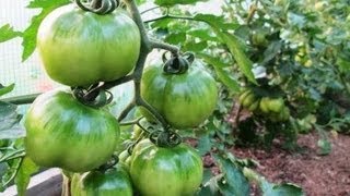 10 Terrific Tomato Growing Tips  Growing PERFECT Tomatoes at Home [upl. by Sama]