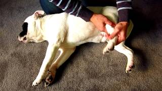 How to perform examination on your dog when hes lame  limping  holding one leg up Teneriffe Vet [upl. by Siderf]