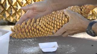 Pollinating Our Oldest Plants Cycads [upl. by Sacksen]