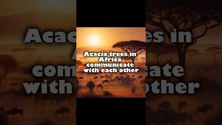 Unique Facts about Acacia Trees in Africa [upl. by Neffets]