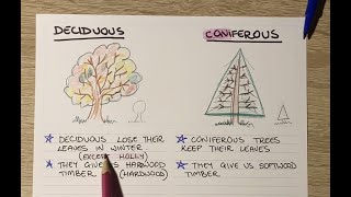 Deciduous Vs Coniferous Trees  Wood Technology [upl. by Burkhart]