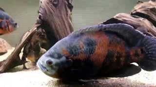 Introducing giant oscar cichlid to tank [upl. by Zoltai]