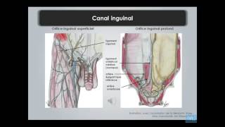 paroi de labdomen et region inguino femoral partie 3 [upl. by Decca]