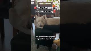 Panaceum doggo westhighlandwhiteterrier puppy piesek humor westie weekend pies pets [upl. by Survance679]