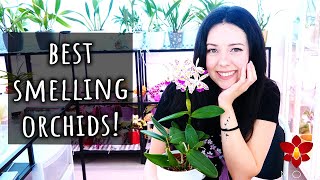 The best fragrant Orchids you can grow in your home [upl. by Bekah]