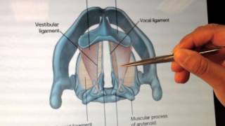 Larynx Anatomy 2 of 5 Cartilages and Membranes Part 2  Head and Neck Anatomy 101 [upl. by Gherlein986]