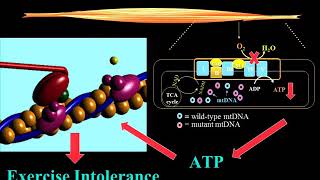 Exercise and the Mitochondrial Disease Patient [upl. by Kiele]