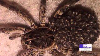 Wolf Spider With Dozens Of Babies On Her Back [upl. by Ladd]