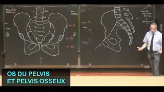 Anatomie des os du pelvis et pelvis osseux Pelvis 1 [upl. by Seda899]