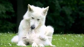 Sophie Makhno  Petit Loup Gris de Sibérie [upl. by Ybsorc]