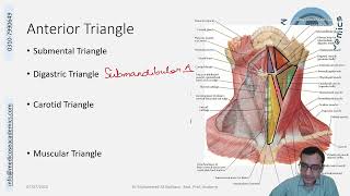 Triangles of Neck [upl. by Oznohpla]