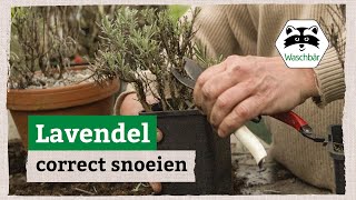 Lavendel correct snoeien [upl. by Shanta]