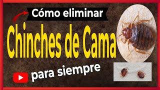 🛑 Elimina Chinches de Cama 7 Consejos Secretos Revelados [upl. by Moss]