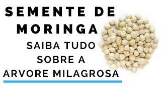 Semente de Moringa  Moringa Oleifera Capsulas [upl. by Josefa120]