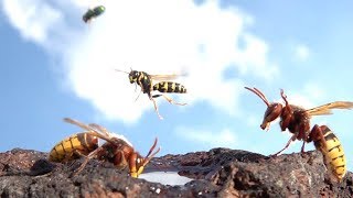 Hornets Flying In Slow Motion [upl. by Adne]