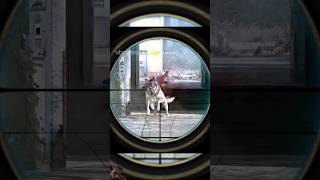 Call of Duty Modern Warfare 4  A pack of stray dogs  shorts codmw cod gaming [upl. by Chrisman]