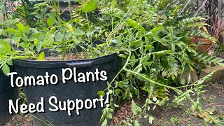 How To Support Tomato Plants And Deal With A Garden Pest [upl. by Nnylirej]