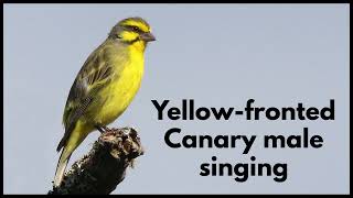 YELLOWFRONTED CANARY male singing [upl. by Macleod]