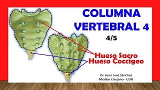 🥇 COLUMNA VERTEBRAL 45  Hueso Sacro y Coccígeo Fácil y Sencillo [upl. by Eidnyl]