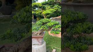 整理maintenancepruning for podocarpus Podocarpus 晶鑽羅漢松 [upl. by Nixie615]