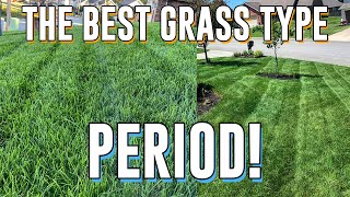 Why TALL FESCUE is the BEST Grass PERIOD Seeding New Lawn [upl. by Drofnelg]