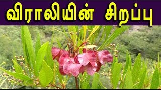 dodonaea viscosa விராலியின் மருத்துவம் viraali medicine [upl. by Alle844]