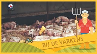 BUORKJE FOAR BEGJINNERS Bij de varkens [upl. by Ramsey539]