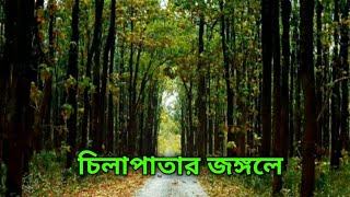 Chilapata Jungle Safari  Chilapata Forest  Dooars Tour  Chilapata Forest Resort  চিলাপাতা বন [upl. by Kesley]