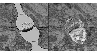 CARTA Domestication and EvolutionPhilipp KhaitovichNeotenous Genes in the Developing Human Brain [upl. by Yretsym]