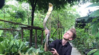 king cobraOphiophagus hannah vs reticulated pythonPython reticulatus [upl. by Eki325]