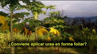 Beneficios de la aplicación de urea en forma foliar [upl. by Anneirda74]