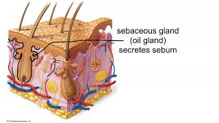 Structure of the Dermis [upl. by Htebazila709]