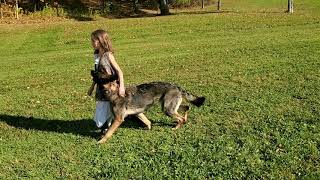 American Schutzhund BT Obedience Routine Demo [upl. by Yerkovich]