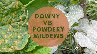 Downy VS Powdery Mildew Identify Prevent Treat [upl. by Nosned776]