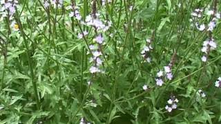 Bach Flower Remedies  Vervain [upl. by Neeven]