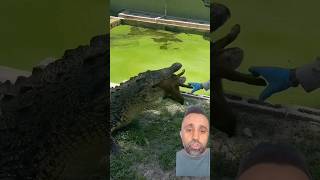 CROCO PET alligator crocodile gator animals reptiles pets jacaré lagos peixescarnivoros [upl. by Laise873]